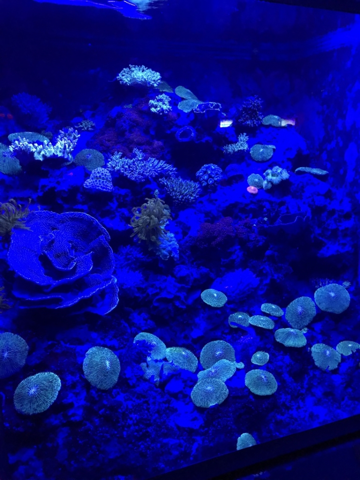 【Okinawa．走跳】沖繩北部美麗海水族館超療癒黑潮之海賞鯨鯊