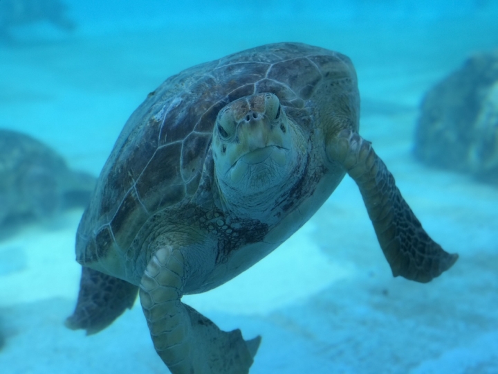 【Okinawa．走跳】沖繩北部美麗海水族館超療癒黑潮之海賞鯨鯊