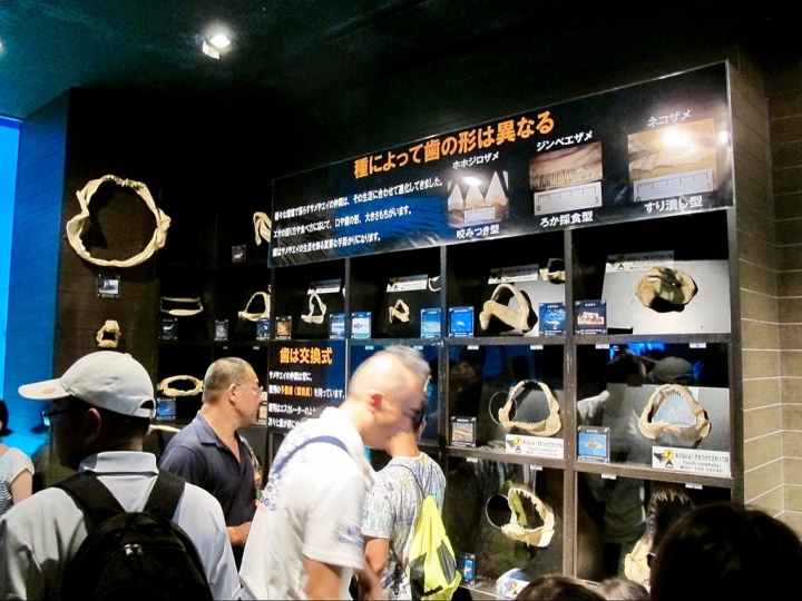 【Okinawa．走跳】沖繩北部美麗海水族館超療癒黑潮之海賞鯨鯊