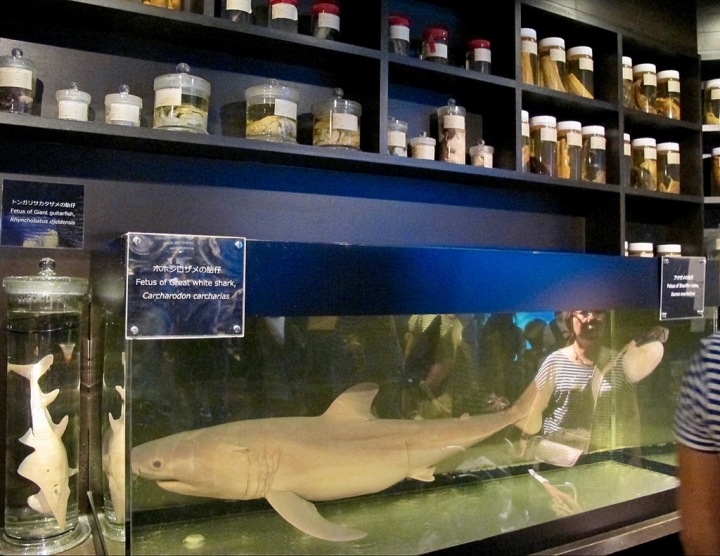 【Okinawa．走跳】沖繩北部美麗海水族館超療癒黑潮之海賞鯨鯊