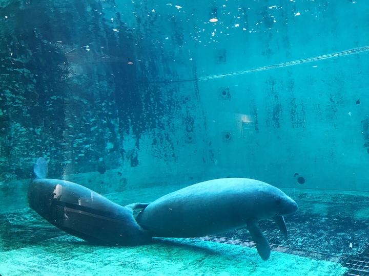 【Okinawa．走跳】沖繩北部美麗海水族館超療癒黑潮之海賞鯨鯊