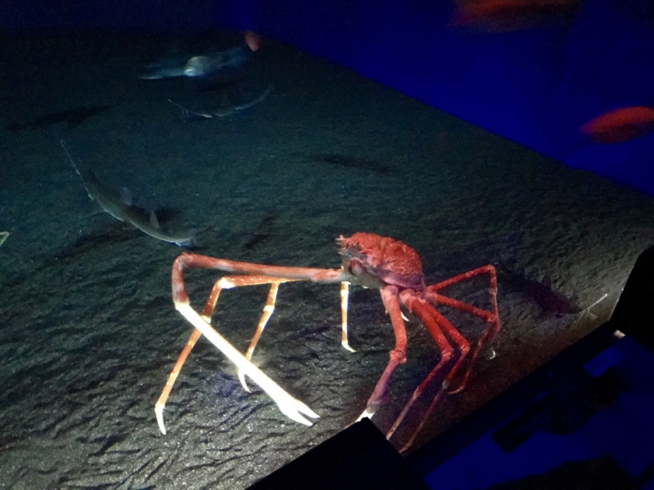 【Okinawa．走跳】沖繩北部美麗海水族館超療癒黑潮之海賞鯨鯊