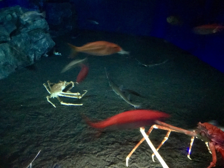 【Okinawa．走跳】沖繩北部美麗海水族館超療癒黑潮之海賞鯨鯊