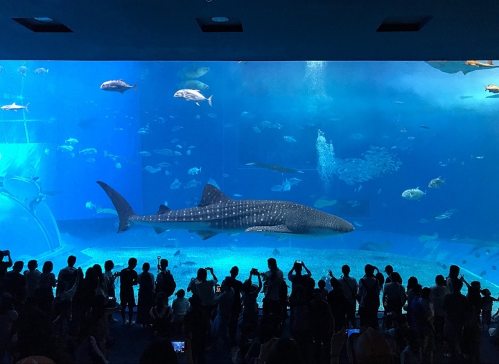 【Okinawa．走跳】沖繩北部美麗海水族館超療癒黑潮之海賞鯨鯊