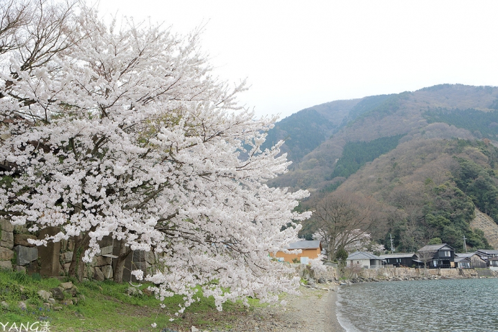 【滋賀】琵琶湖周邊賞櫻景點推薦