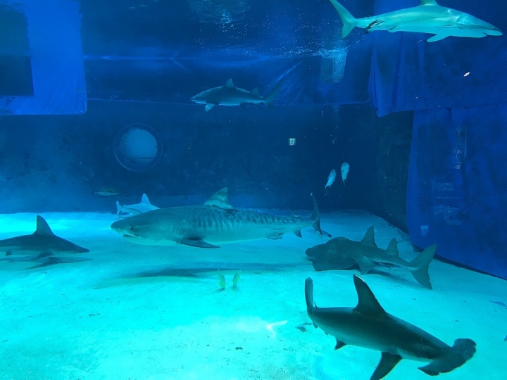 【Okinawa．走跳】沖繩北部美麗海水族館超療癒黑潮之海賞鯨鯊