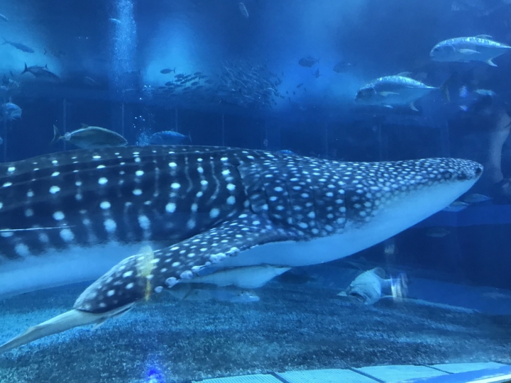 【Okinawa．走跳】沖繩北部美麗海水族館超療癒黑潮之海賞鯨鯊