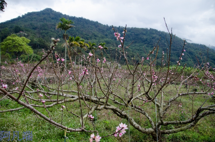 高雄~那瑪夏瑪雅部落(桃花&李花&櫻花)+呼瑪休閒農場+民權國小綠建築