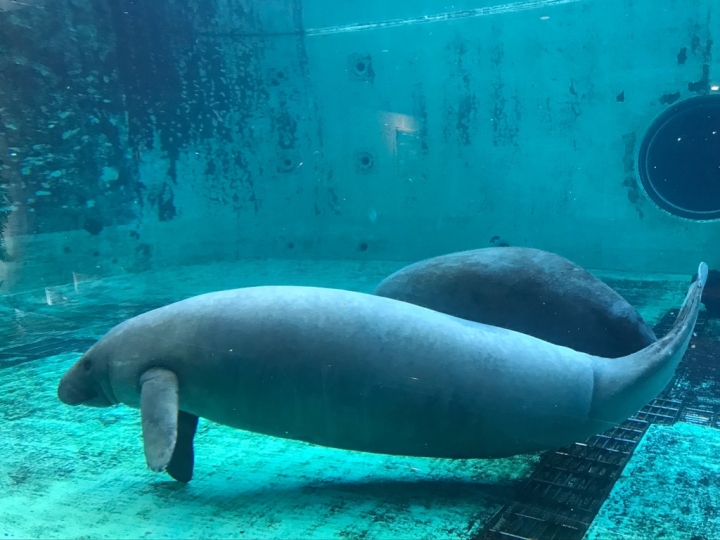 【Okinawa．走跳】沖繩北部美麗海水族館超療癒黑潮之海賞鯨鯊