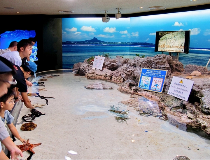 【Okinawa．走跳】沖繩北部美麗海水族館超療癒黑潮之海賞鯨鯊