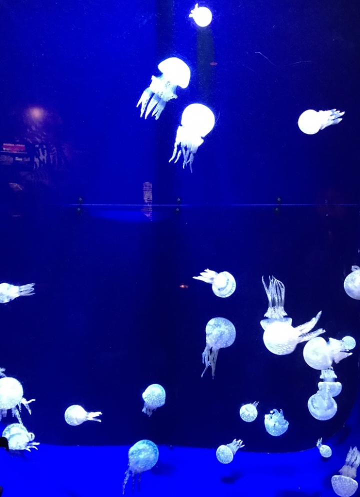 【Okinawa．走跳】沖繩北部美麗海水族館超療癒黑潮之海賞鯨鯊