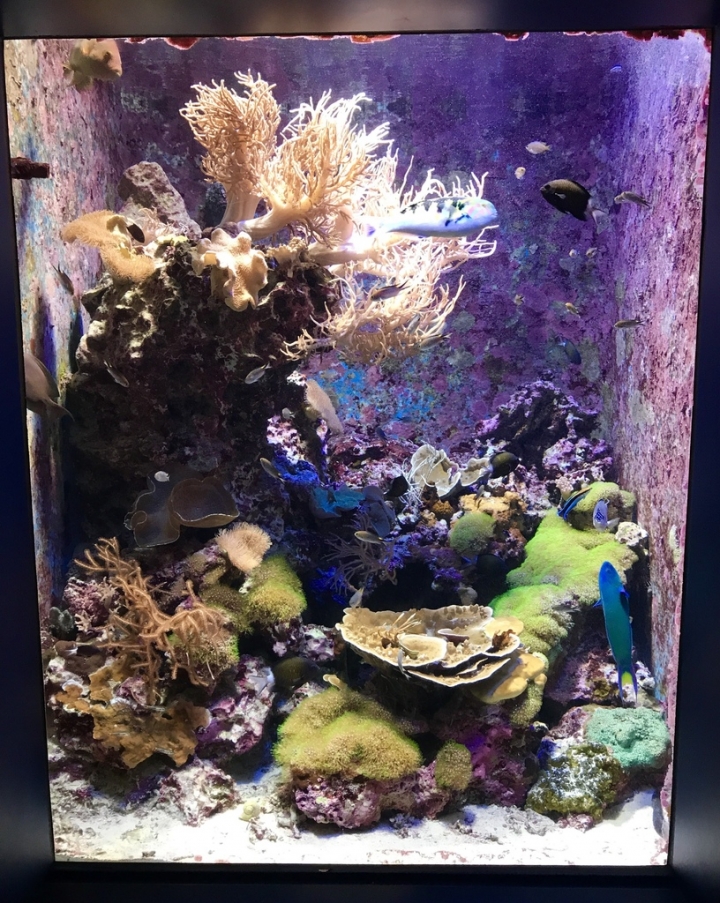 【Okinawa．走跳】沖繩北部美麗海水族館超療癒黑潮之海賞鯨鯊
