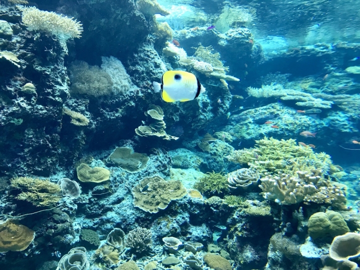 【Okinawa．走跳】沖繩北部美麗海水族館超療癒黑潮之海賞鯨鯊
