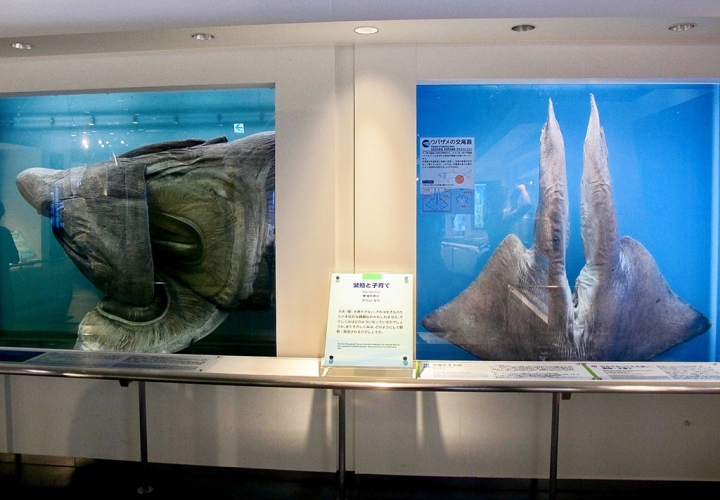 【Okinawa．走跳】沖繩北部美麗海水族館超療癒黑潮之海賞鯨鯊