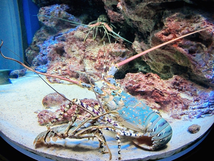 【Okinawa．走跳】沖繩北部美麗海水族館超療癒黑潮之海賞鯨鯊