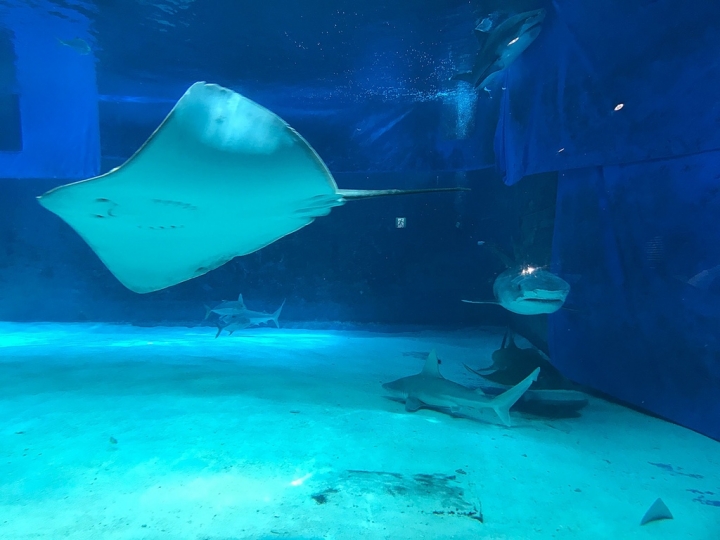 【Okinawa．走跳】沖繩北部美麗海水族館超療癒黑潮之海賞鯨鯊
