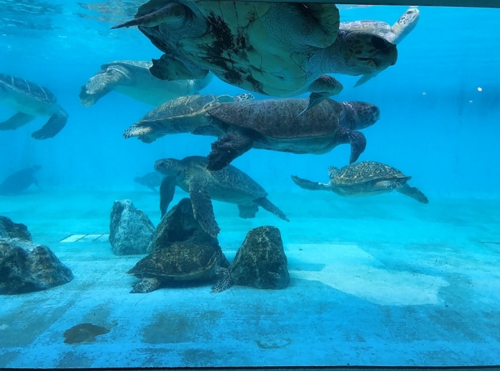 【Okinawa．走跳】沖繩北部美麗海水族館超療癒黑潮之海賞鯨鯊