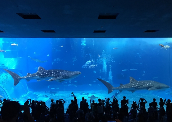 【Okinawa．走跳】沖繩北部美麗海水族館超療癒黑潮之海賞鯨鯊
