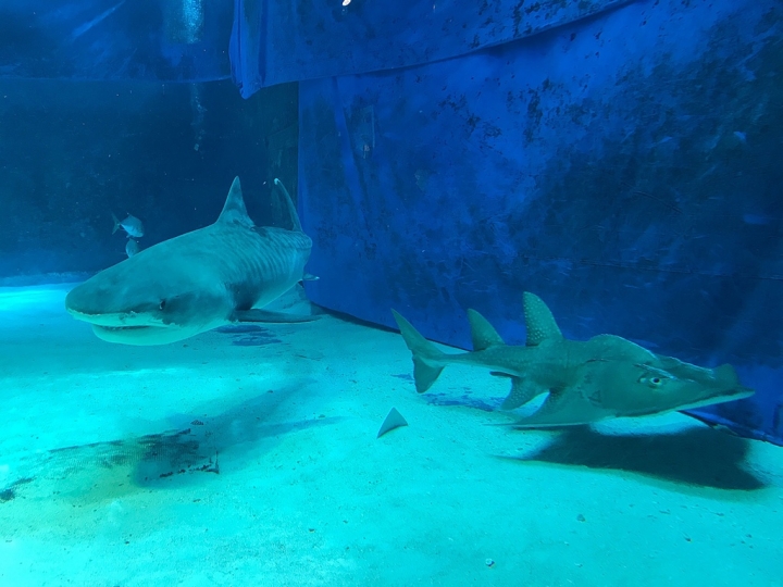 【Okinawa．走跳】沖繩北部美麗海水族館超療癒黑潮之海賞鯨鯊