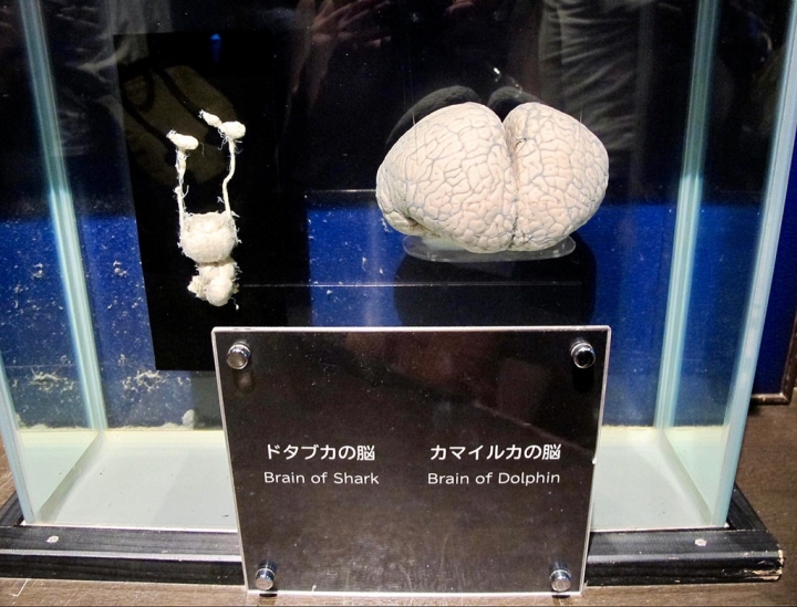 【Okinawa．走跳】沖繩北部美麗海水族館超療癒黑潮之海賞鯨鯊