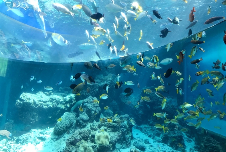 【Okinawa．走跳】沖繩北部美麗海水族館超療癒黑潮之海賞鯨鯊