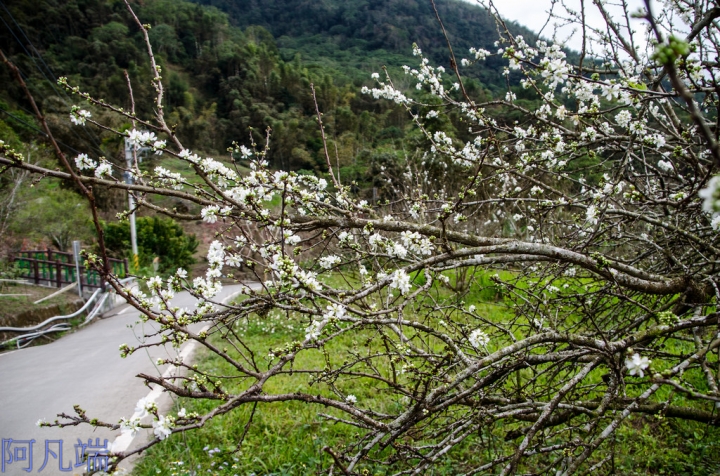 高雄~那瑪夏瑪雅部落(桃花&李花&櫻花)+呼瑪休閒農場+民權國小綠建築