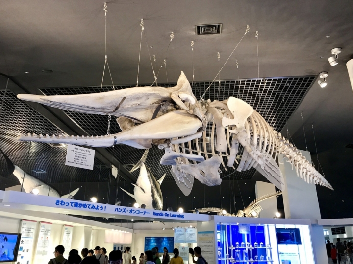 【Okinawa．走跳】沖繩北部美麗海水族館超療癒黑潮之海賞鯨鯊