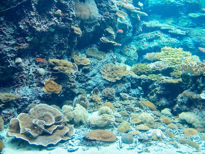 【Okinawa．走跳】沖繩北部美麗海水族館超療癒黑潮之海賞鯨鯊