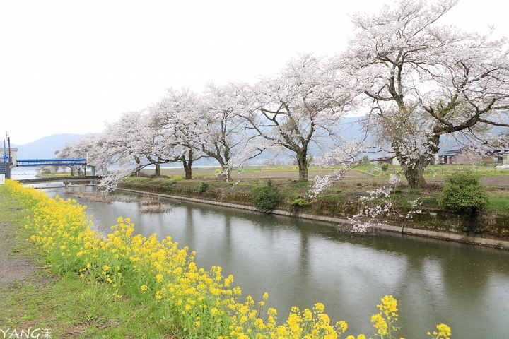 【滋賀】琵琶湖周邊賞櫻景點推薦