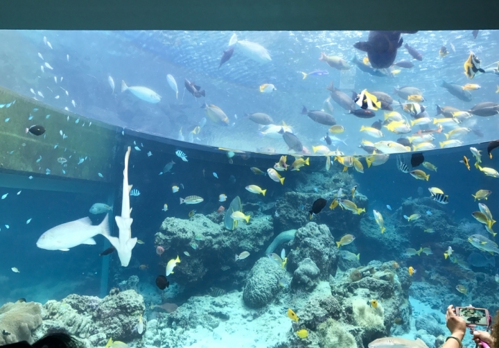 【Okinawa．走跳】沖繩北部美麗海水族館超療癒黑潮之海賞鯨鯊