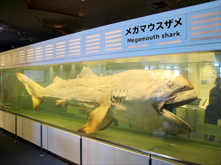 【Okinawa．走跳】沖繩北部美麗海水族館超療癒黑潮之海賞鯨鯊