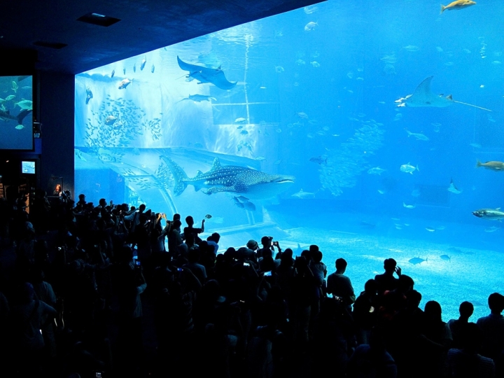 【Okinawa．走跳】沖繩北部美麗海水族館超療癒黑潮之海賞鯨鯊