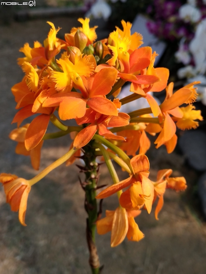 蘭花展 台南市後壁區烏樹林 03/13