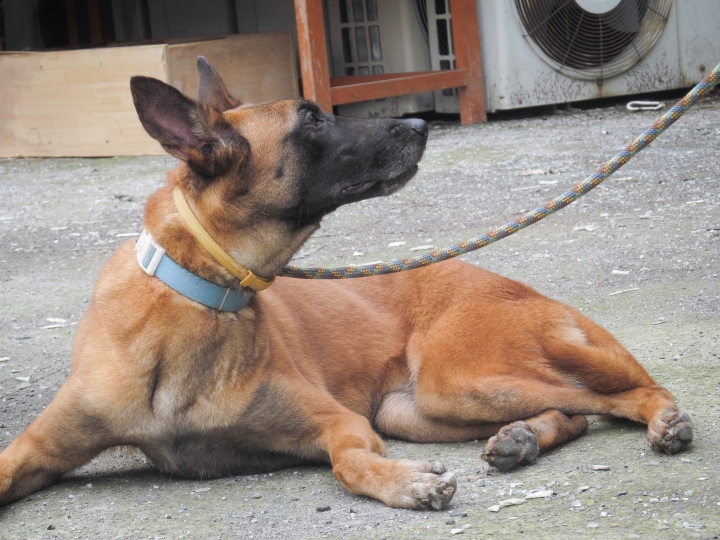 [全台送養]比利時狼犬免費送養