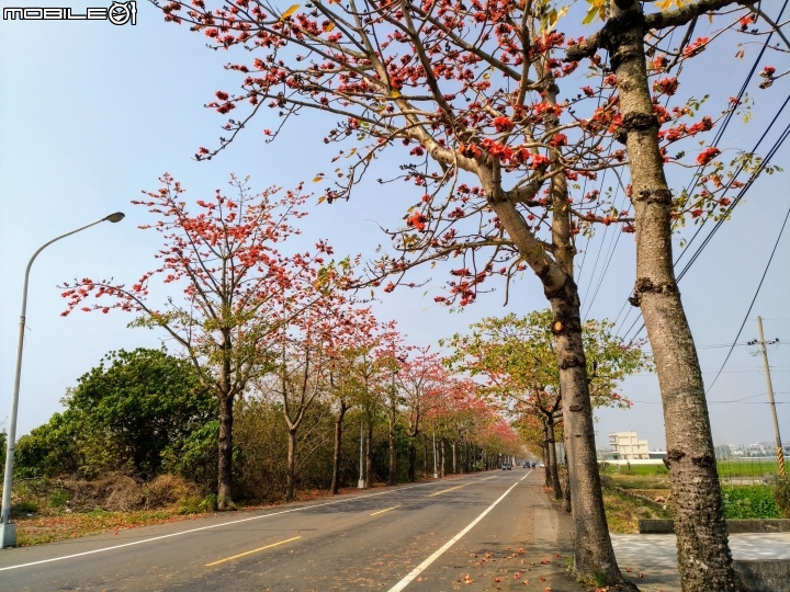 崙頂木棉花 台南市新市區南138 03/17