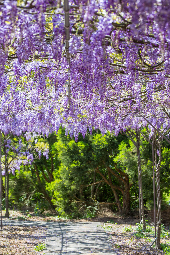 2018 台灣的紫藤花海 紫藤咖啡園(二店)水源園區 最新花況分享