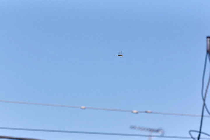 200-500mm和600mm加上1.4X比較