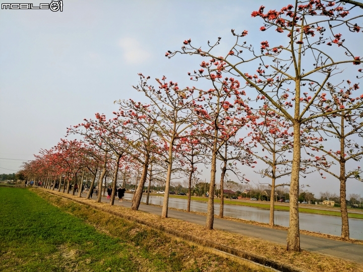 木棉花 台南市白河區林初埤木棉道 03/13
