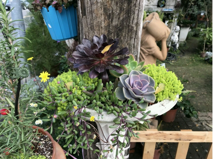 請問這植物叫什?