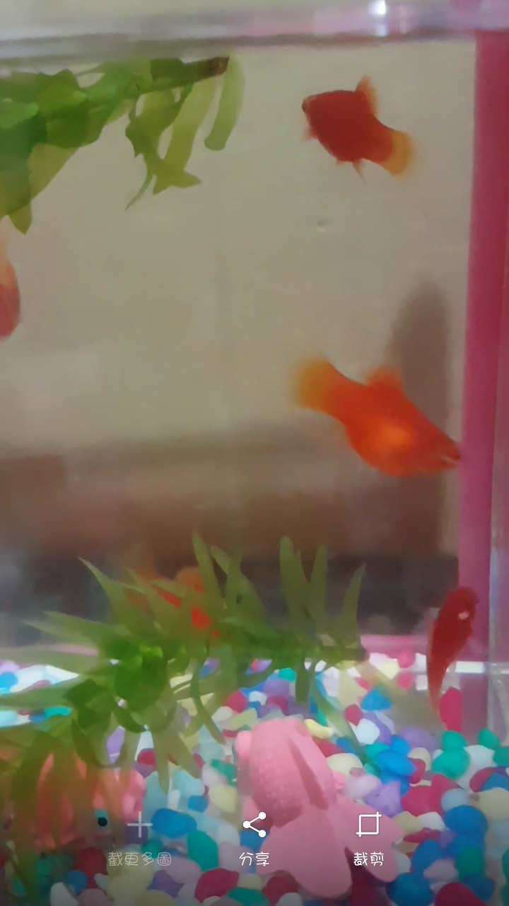 球魚有懷孕嗎