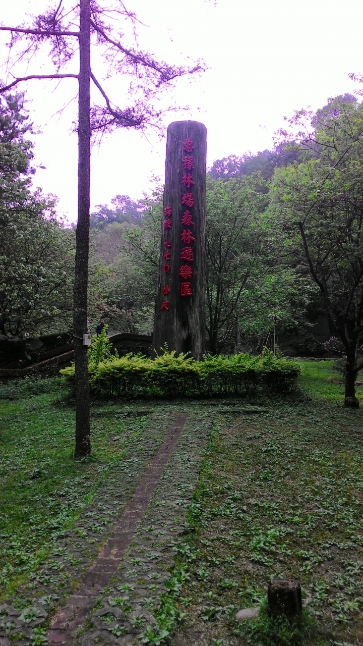 尋櫻之旅-惠蓀林場