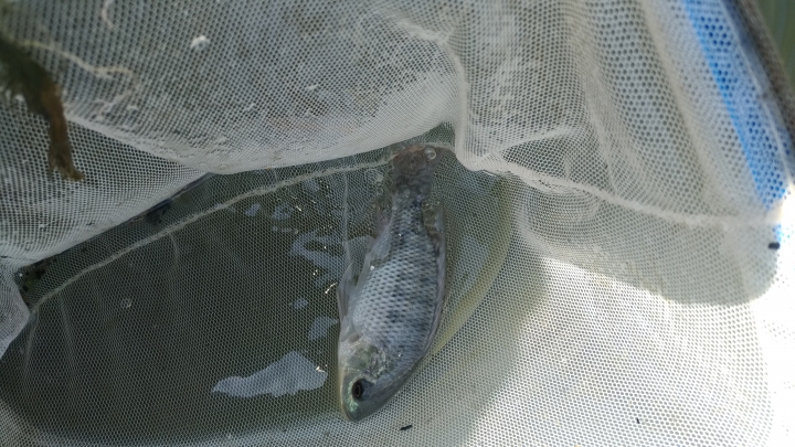 水溝撈的一些魚，螺，水蛭?
