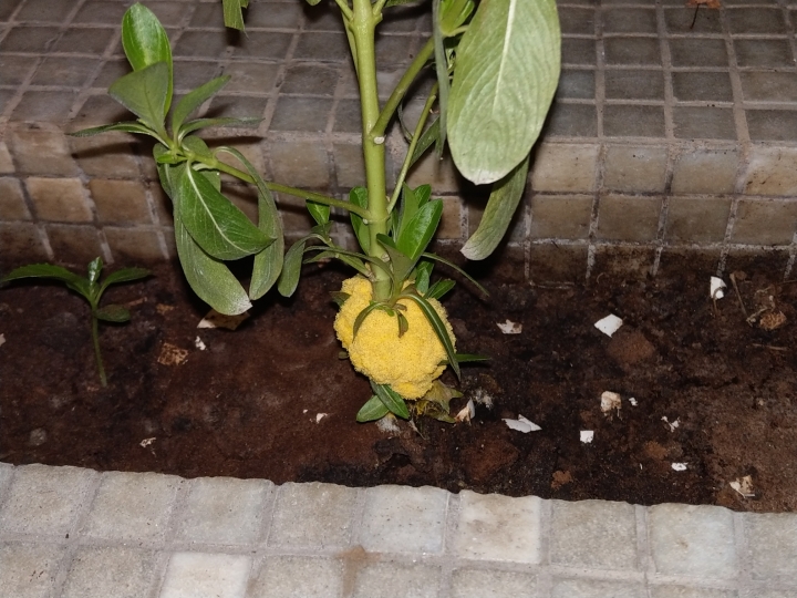 請大家幫忙!!!!花圃植物一夜之間長出黃色異物!!!! 感謝