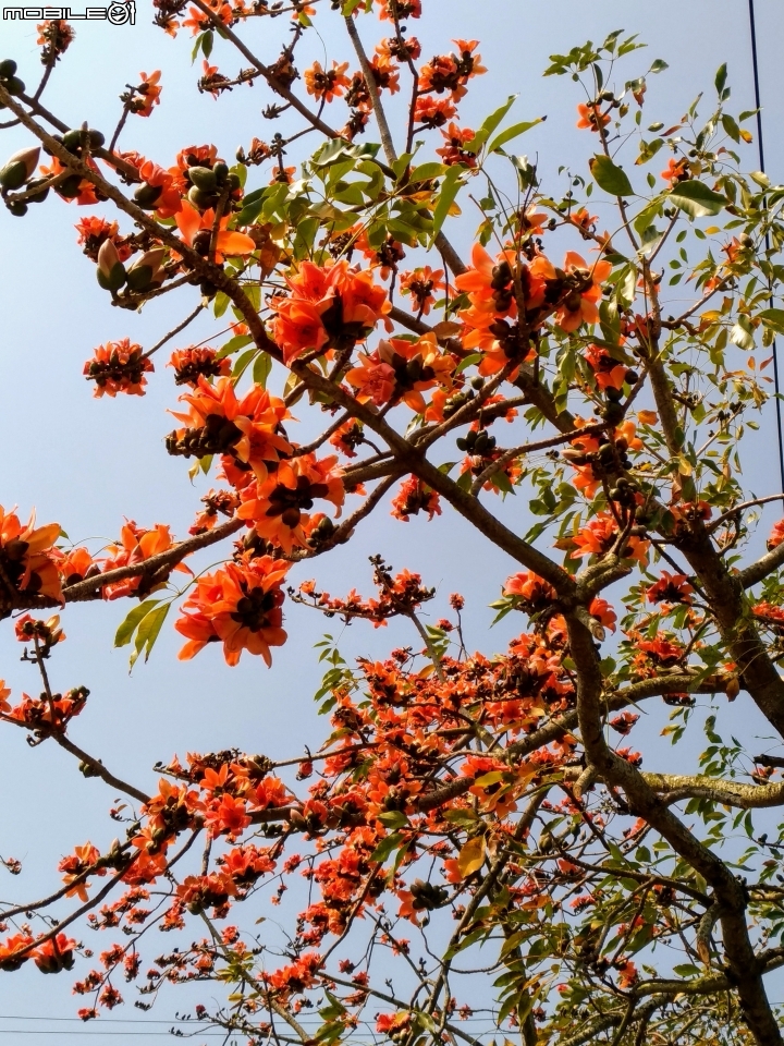 崙頂木棉花 台南市新市區南138 03/17