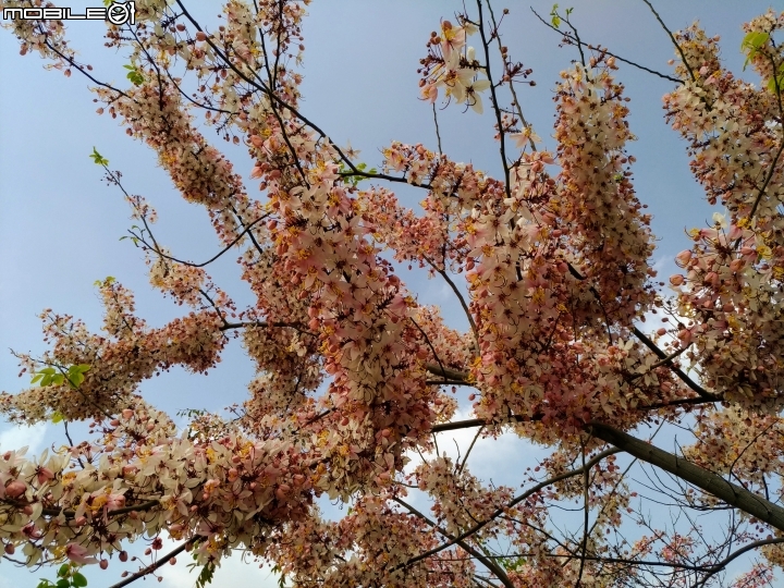 花旗木大開 台南市永康區忠孝運動公園 03/31