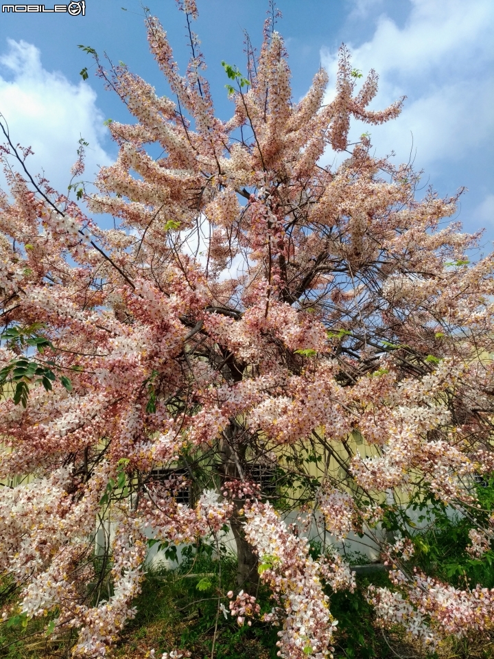 花旗木大開 台南市永康區忠孝運動公園 03/31