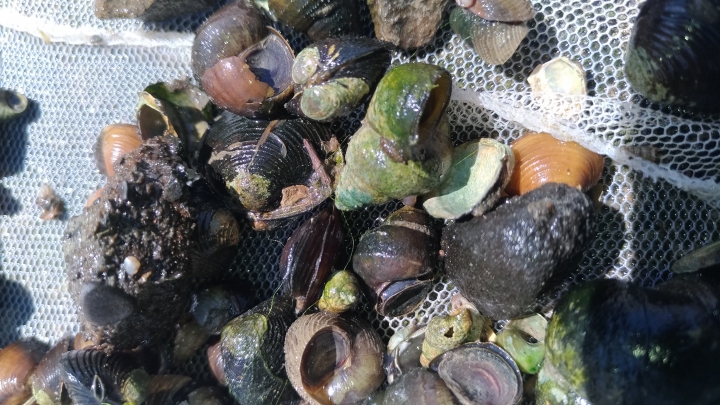 水溝撈的一些魚，螺，水蛭?