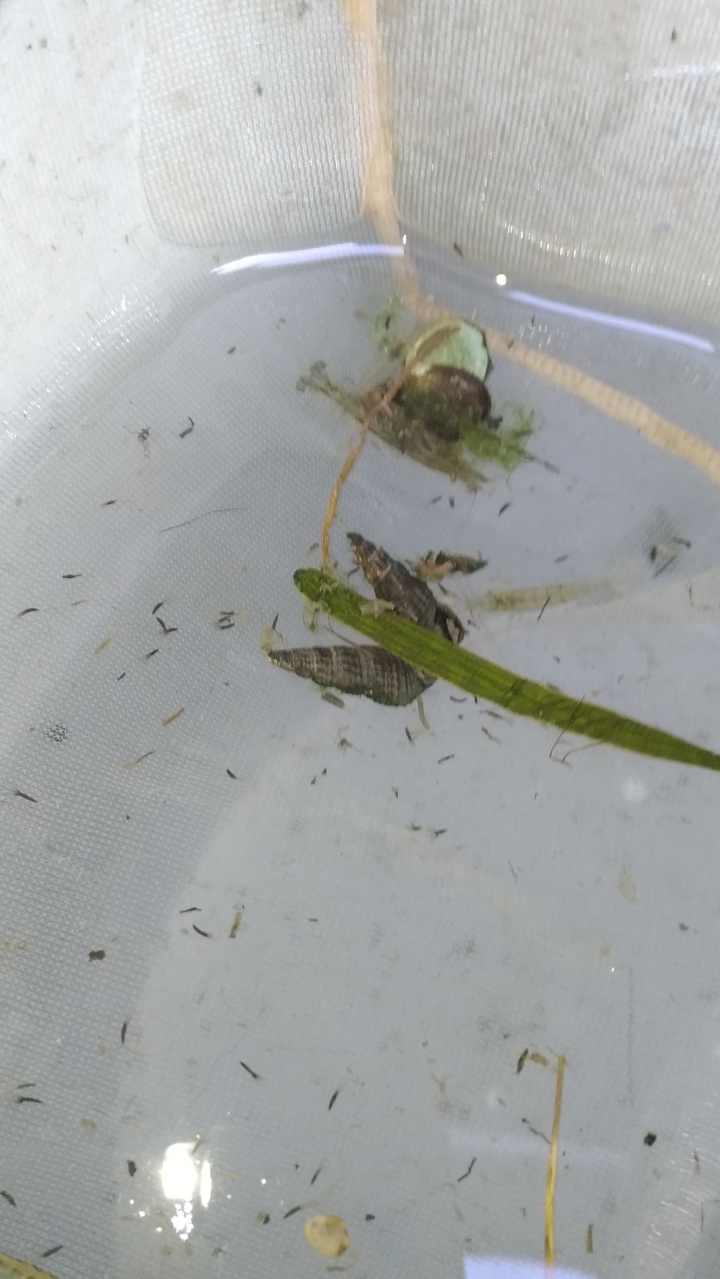 水溝撈的一些魚，螺，水蛭?
