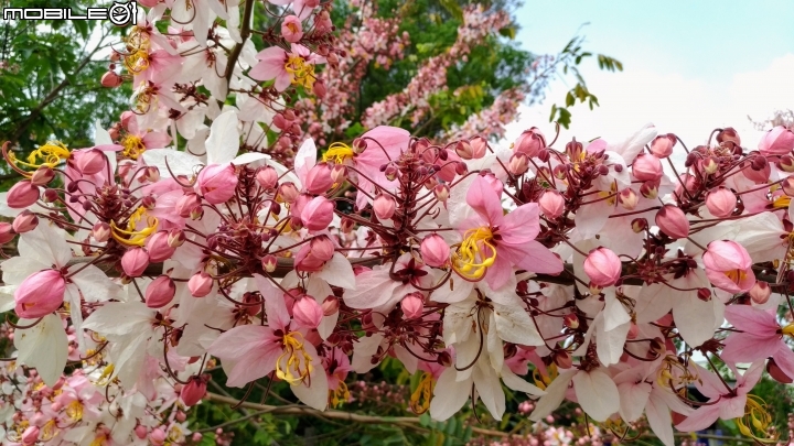 花旗木大開 台南市永康區忠孝運動公園 03/31