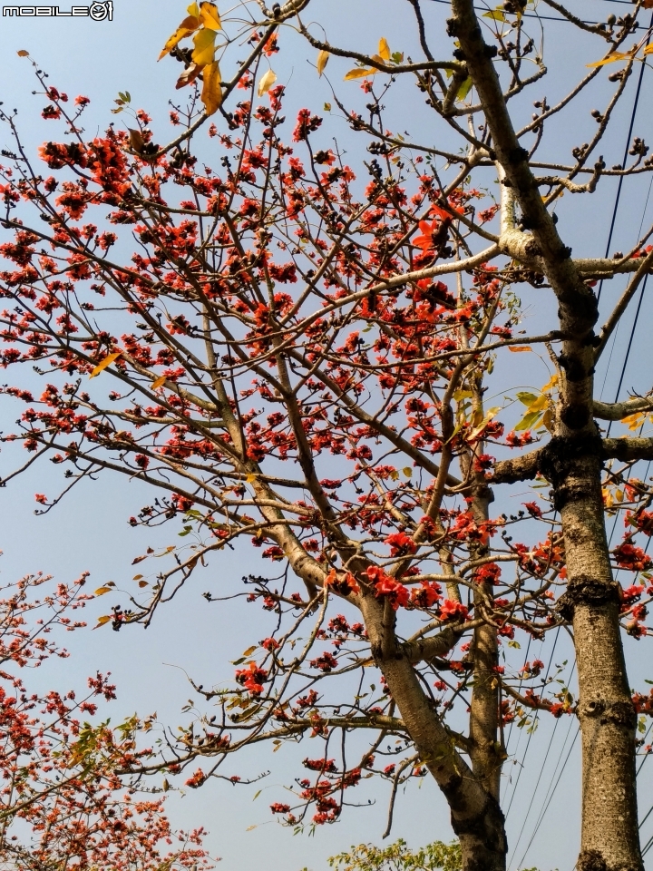 崙頂木棉花 台南市新市區南138 03/17